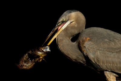 Grand hron -- Great Blue Heron