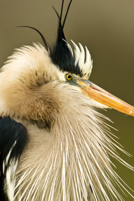 Grand héron -- Great Blue Heron