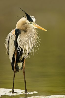 Grand héron -- Great Blue Heron