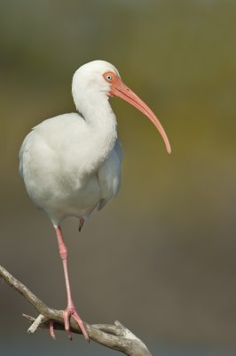 Ibis blanc -- American White Ibis