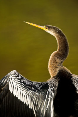 Anhinga d'Amérique -- Anhinga