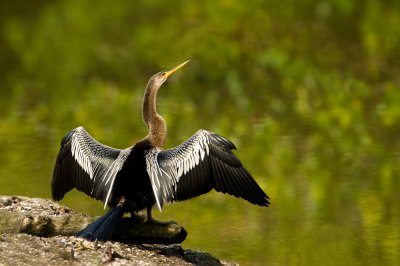 Anhinga d'Amérique -- Anhinga
