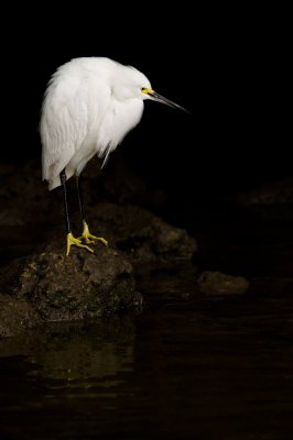 Aigrette neigeuse -- Snowy Egret