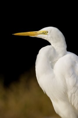 Grande aigrette -- Great Egret