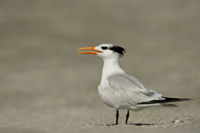 Sterne royale -- Royal tern