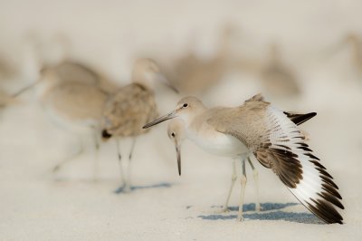 Chevaliers semipalms -- Willet