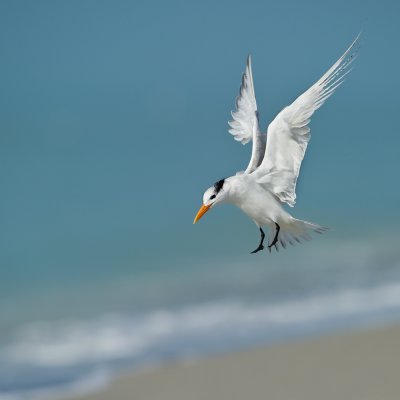 Sterne royale -- Royal tern