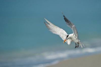 Sterne royale -- Royal tern