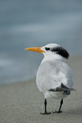 Sterne royale -- Royal tern