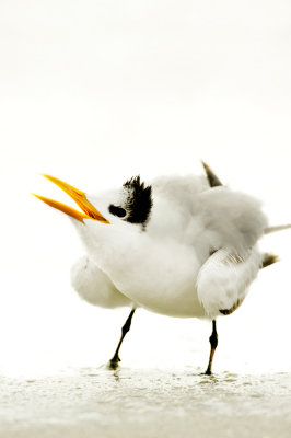 Sterne royale -- Royal tern
