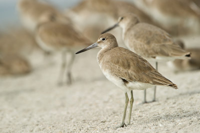 Chevalier semipalm  -- Willet