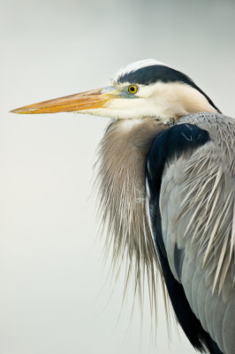 Grand héron -- Great Blue Heron