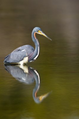 Aigrette tricolore -- Tricolored Heron