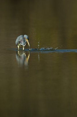 Aigrette tricolore -- Tricolored Heron