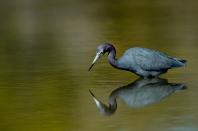 Aigrette bleue -- Little Blue Heron