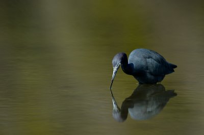 Aigrette bleue -- Little Blue Heron