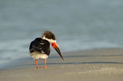 Bec-en-ciseaux noir -- Black skimmer