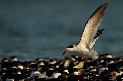 Bec-en-ciseaux noir -- Black skimmer