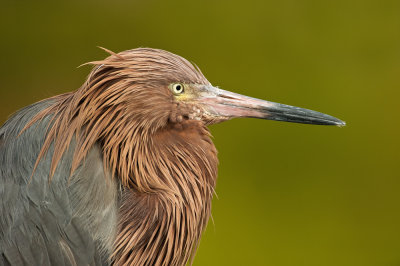 Aigrette rousstre -- Reddish Egret