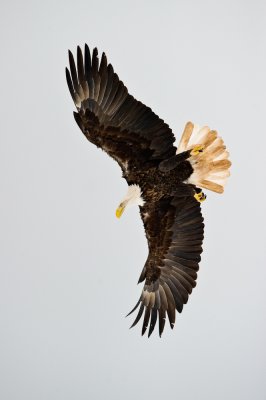 Pygargue  tte blanche --Bald Eagle