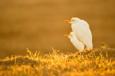 Hrons garde-boeuf -- Cattle Egret