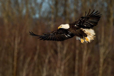 Pygargue à tête blanche, juvénile --Bald Eagle, juvenile