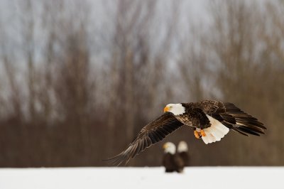 Pygargues à tête blanche --Bald Eagle