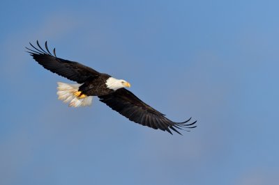 Pygargue à tête blanche --Bald Eagle