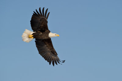 Pygargue à tête blanche --Bald Eagle