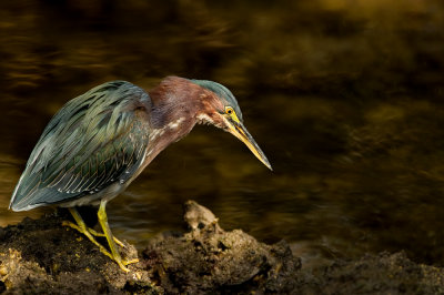 Héron vert -- Green Heron