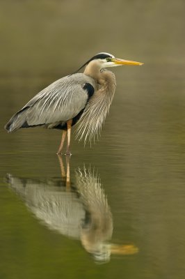 Grand héron -- Great Blue Heron