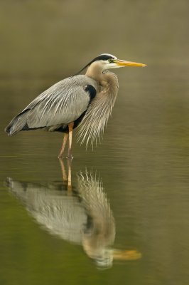 Grand hron -- Great Blue Heron