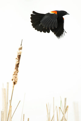 Carouge à épaulettes, mâle -- Red-winged Blackbird, male