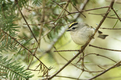 Roitelet à couronne dorée -- Golden-crowned Kinglet