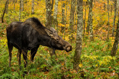 Orignal -- Moose