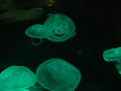 Jellyfish