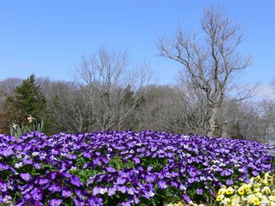 Cheekwood