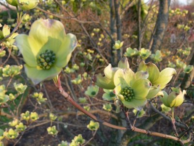 Dogwoods about to bloom