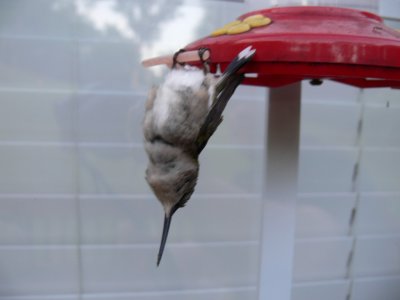 Sleeping Hummingbird