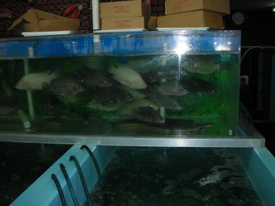 Live Talapia