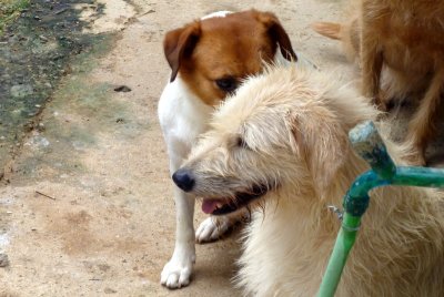 OS CACHORROS    P1010087.JPG
