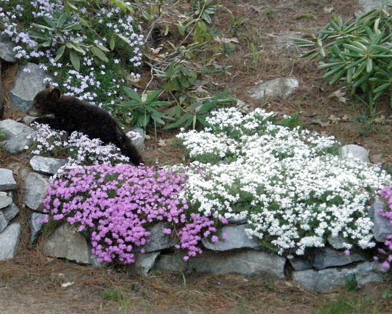 cub in flowers 1050.jpg