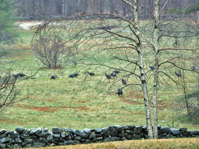 turkeys in orchard.jpg