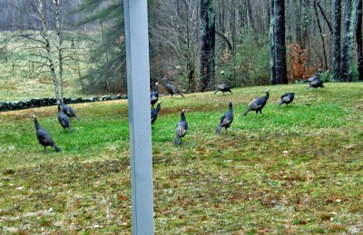 turkeys in yard.jpg