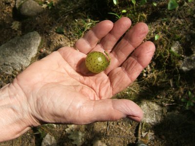 a good specimen.jpg