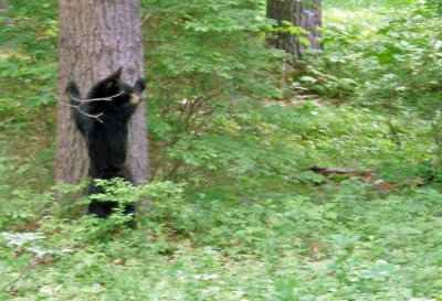 190 bear climbing.jpg