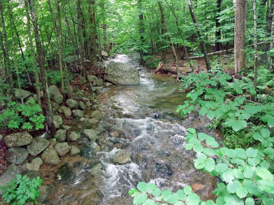 first brook a.jpg
