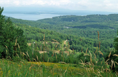 Gunstock 1 a.jpg