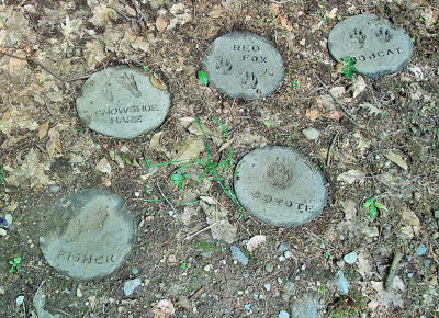 interpretive trail tracks.jpg