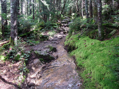 up the trail.jpg
